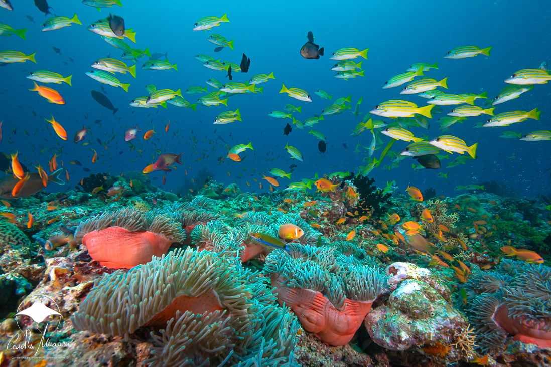 Fun Dive Package